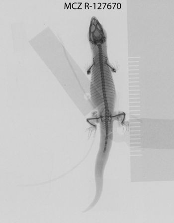 Media type: image;   Herpetology R-127670